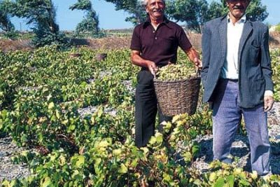Canava Roussos is the birthplace of the new generation of wines that combine tradition and technology