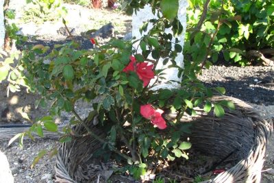 Wines of the Koutsoyannopoulos Wine Museum
