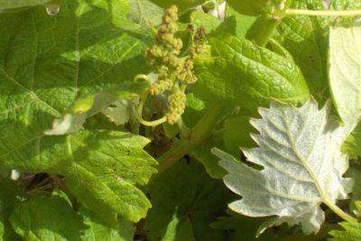 A visit is enough to become a lover of the wines produced at the Gavalas winery