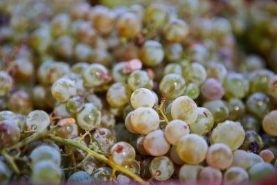  The visit to the Artemis Karamolegos winery is a complete wine experience